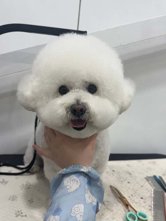 최강아지 · 네이버 지도·플레이스 7