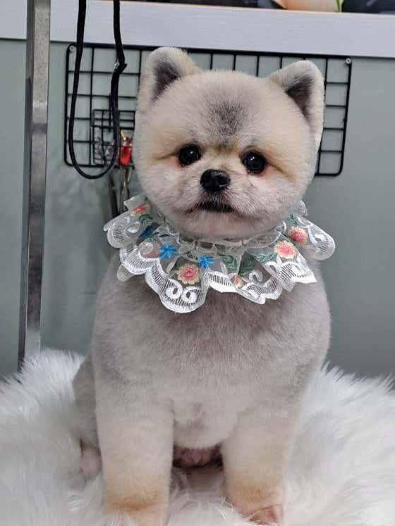 테라스애견미용실 · 네이버 지도·플레이스 2