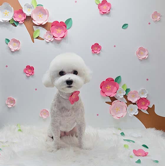 봄이든 · 네이버 지도·플레이스 9