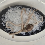 산낙지 메뉴 사진(네이버)