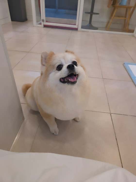 유니스펫살롱 · 네이버 지도·플레이스 10