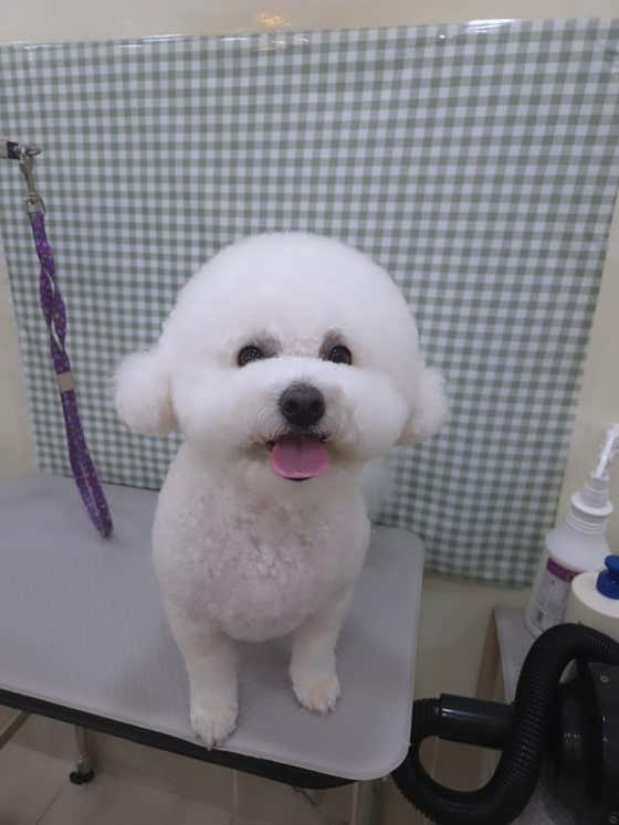 유니스펫살롱 · 네이버 지도·플레이스 8