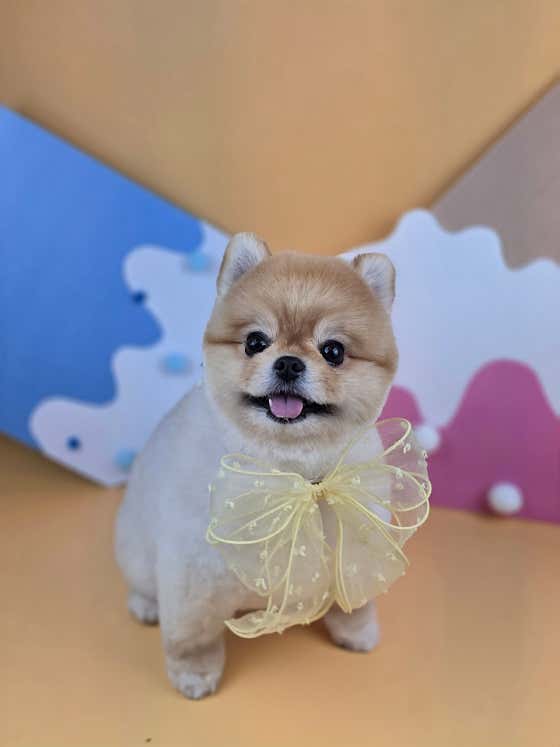 개이쁘다 · 네이버 지도·플레이스 8