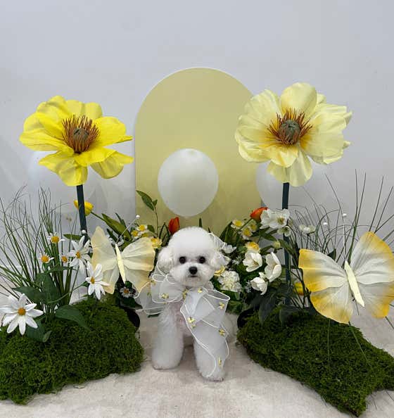 몽슈펫