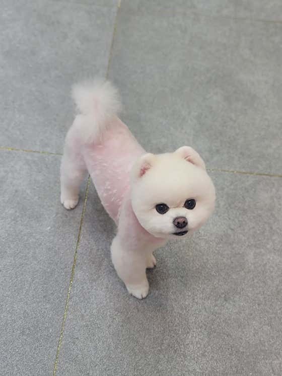 해피애견 · 네이버 지도·플레이스 3
