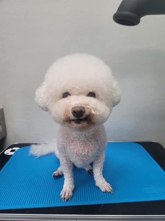 코코네 반려견 미용실 · 네이버 지도·플레이스 6