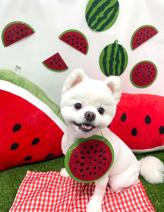 댕스타일 · 네이버 지도·플레이스 4