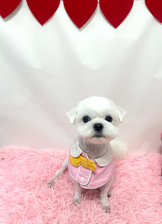 댕스타일 · 네이버 지도·플레이스 2