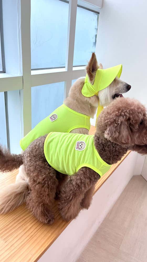 꼴레트멍멍