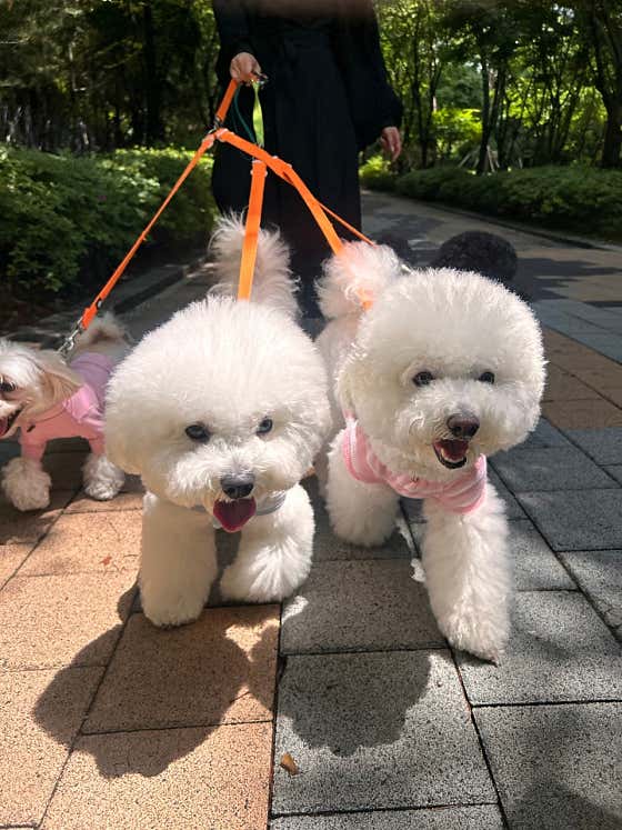 본드펫 플래닛 반려견케어센터 · 네이버 지도·플레이스 4