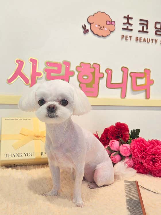 초코댕댕 · 네이버 지도·플레이스 6