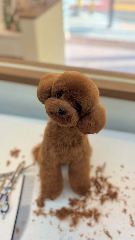 코지그루밍