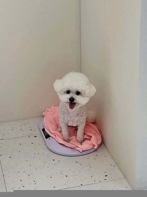 초코댕댕 · 네이버 지도·플레이스 3