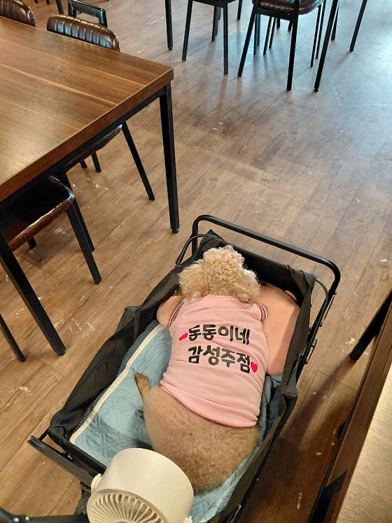 동동이네 · 네이버 지도·플레이스 2