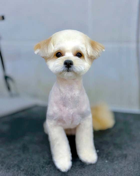 하나이누 · 네이버 지도·플레이스 3