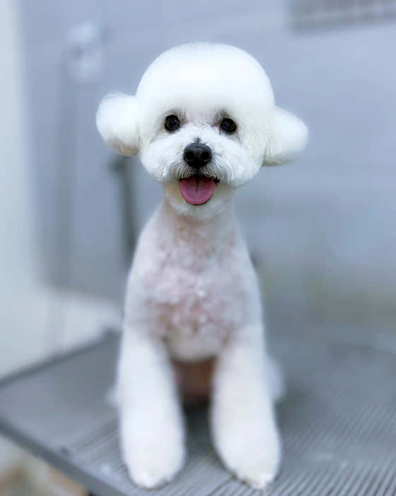 하나이누 · 네이버 지도·플레이스 2