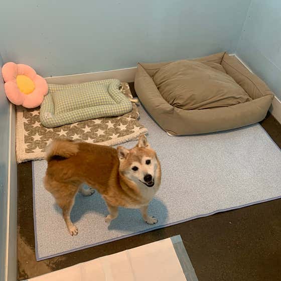 멍그니엘 애견호텔 수원점