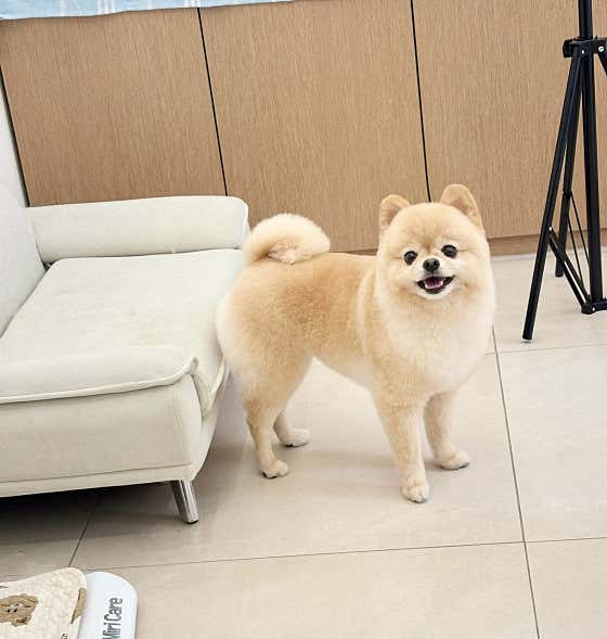 멍뭉실 · 네이버 지도·플레이스 5