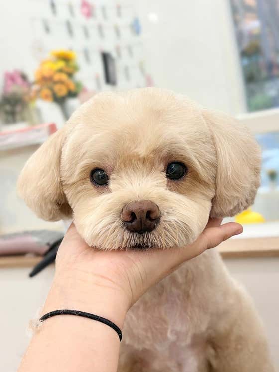 멍뭉실