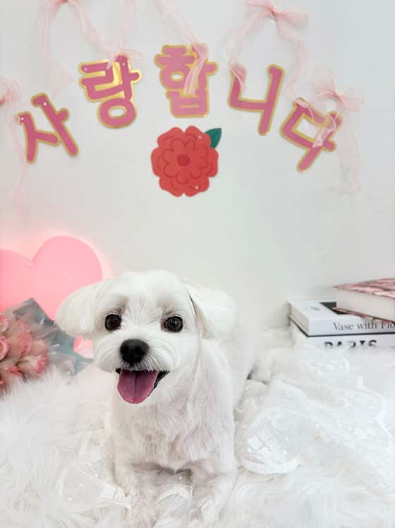 멍뭉실 · 네이버 지도·플레이스 4