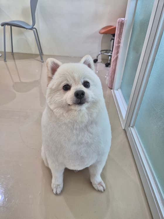 비누방울애견미용실 · 네이버 지도·플레이스 7