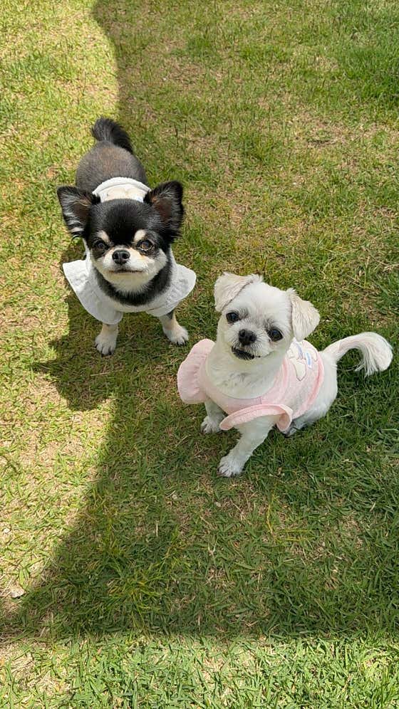 해이당 반려견 유치원 & 호텔 · 네이버 지도·플레이스 3