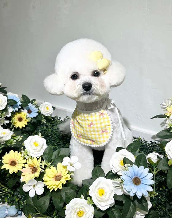 스텔라봉 애견미용 강아지미용
