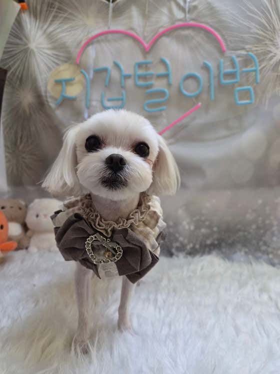 미소애견미용실 · 네이버 지도·플레이스 4