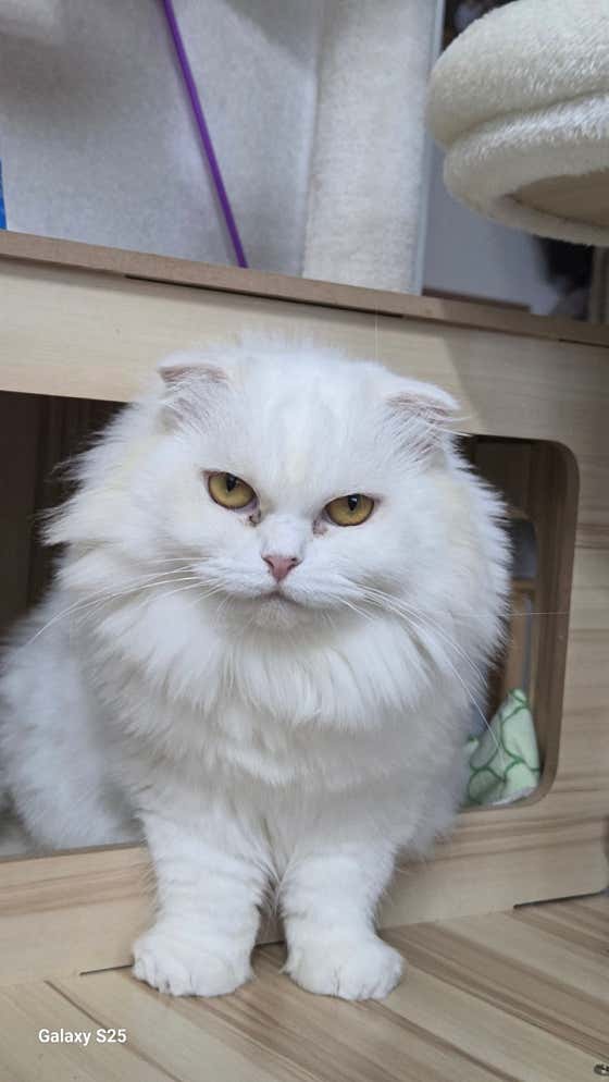 친절한애견미용실 · 네이버 지도·플레이스 5