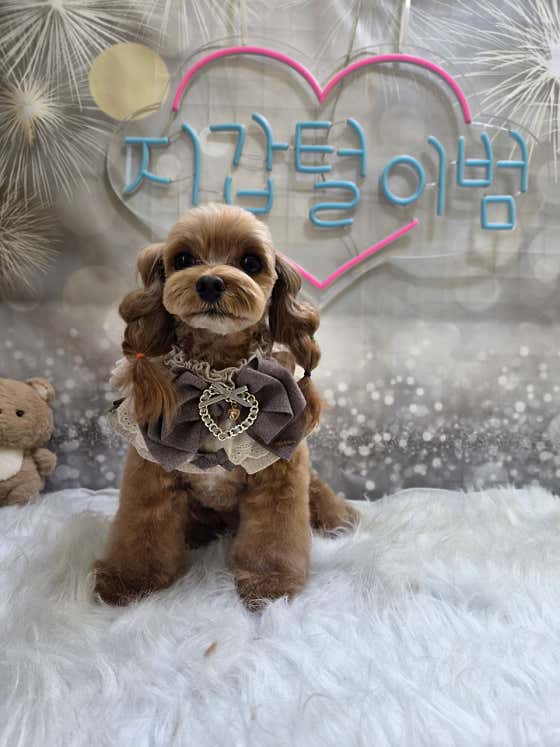 미소애견미용실 · 네이버 지도·플레이스 2