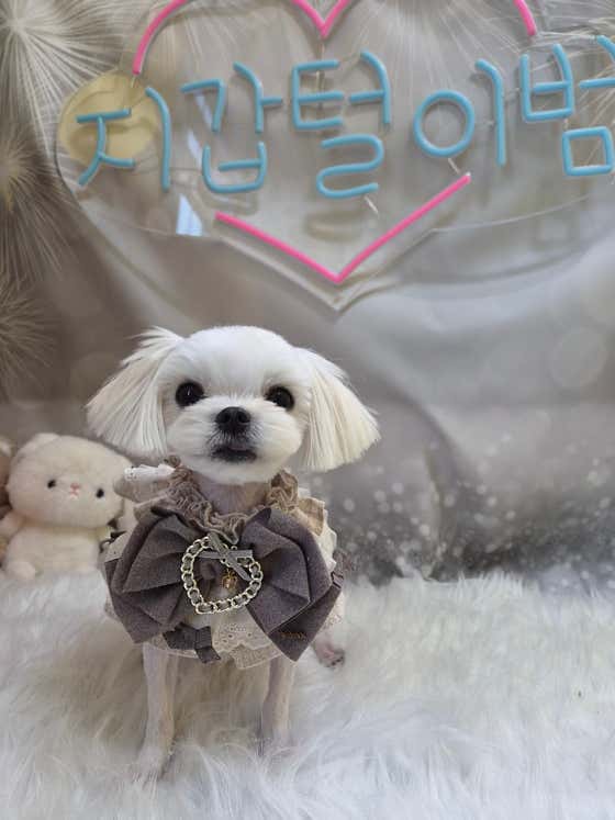 미소애견미용실 · 네이버 지도·플레이스 3