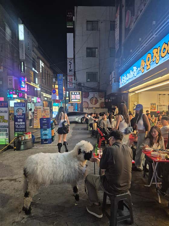 속초오징어어시장 신사점 · 네이버 지도·플레이스 8