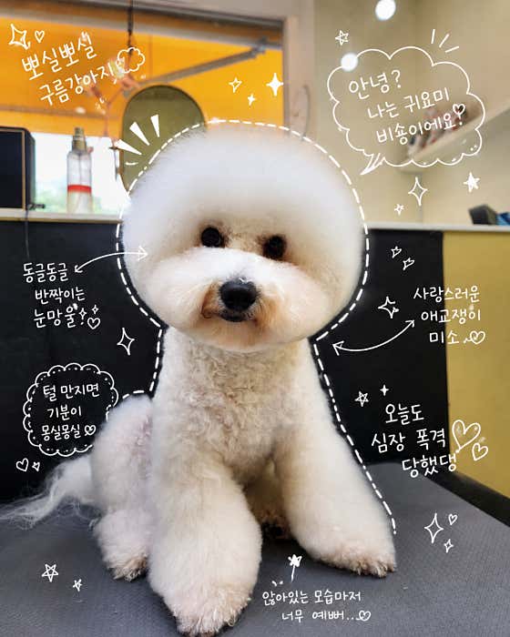 더도그살롱 탄현점 · 네이버 지도·플레이스 9