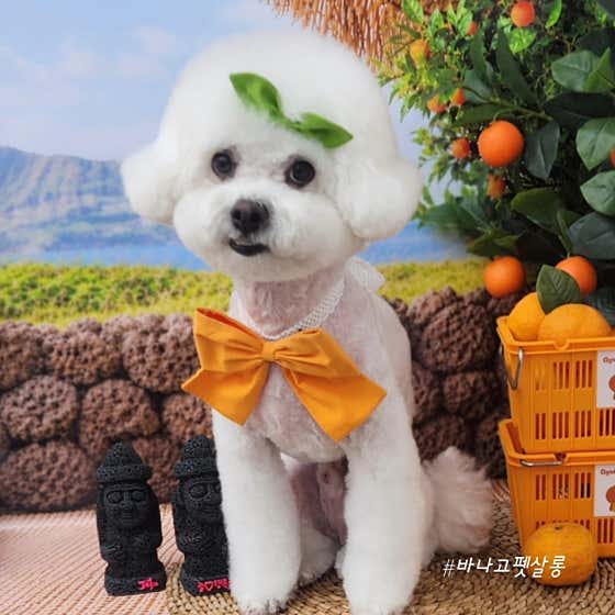 바나고펫 · 네이버 지도·플레이스 2