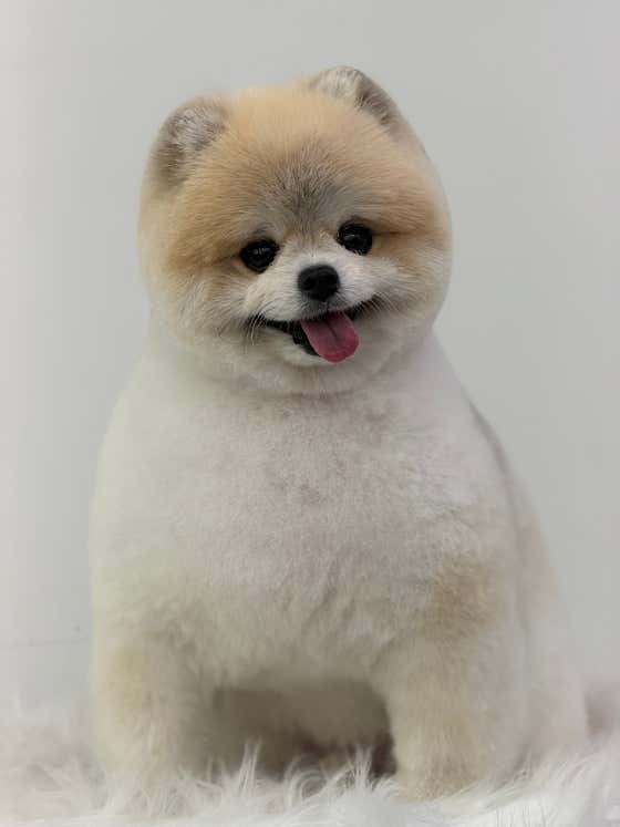 언제나강아지 · 네이버 지도·플레이스 9