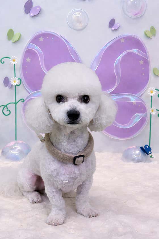 아프리카펫센터