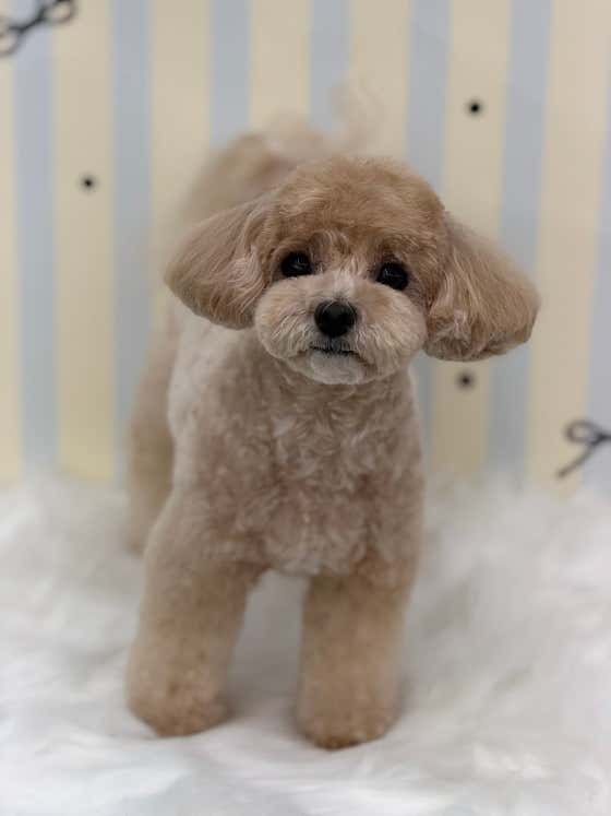 언제나강아지 · 네이버 지도·플레이스 7