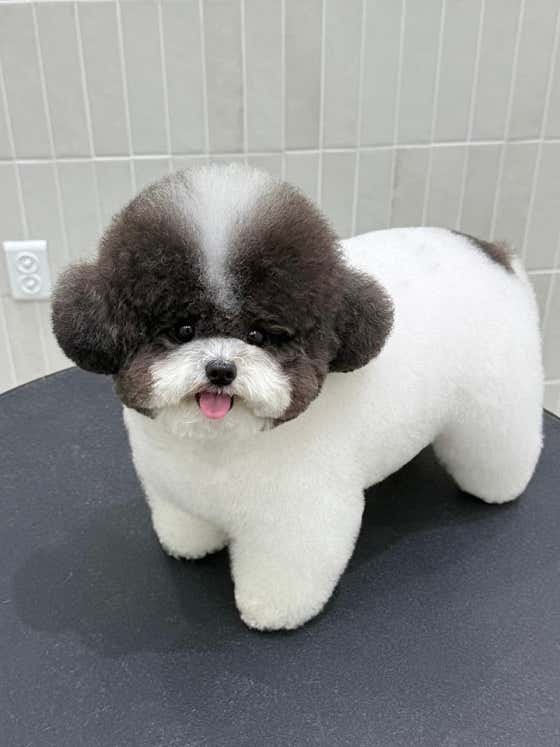 포푸치 · 네이버 지도·플레이스 5