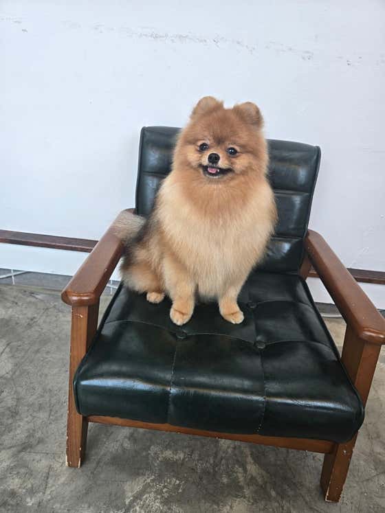 멍하트애견미용실 · 네이버 지도·플레이스 5