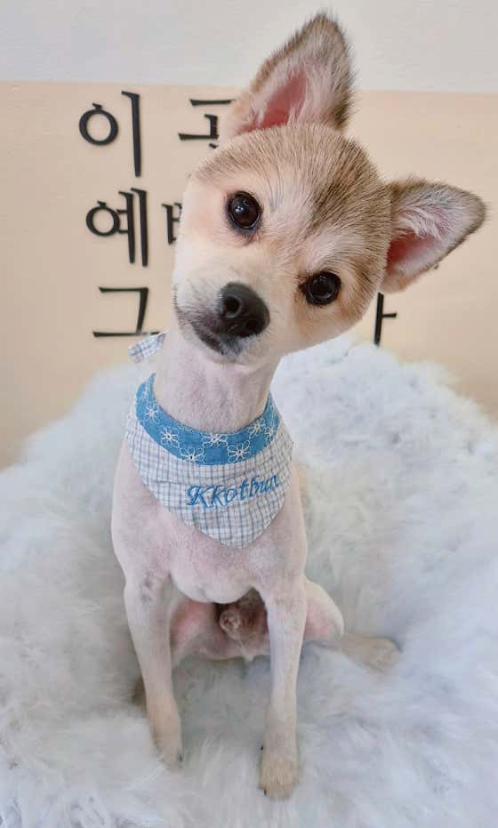 꽃분살롱 · 네이버 지도·플레이스 10