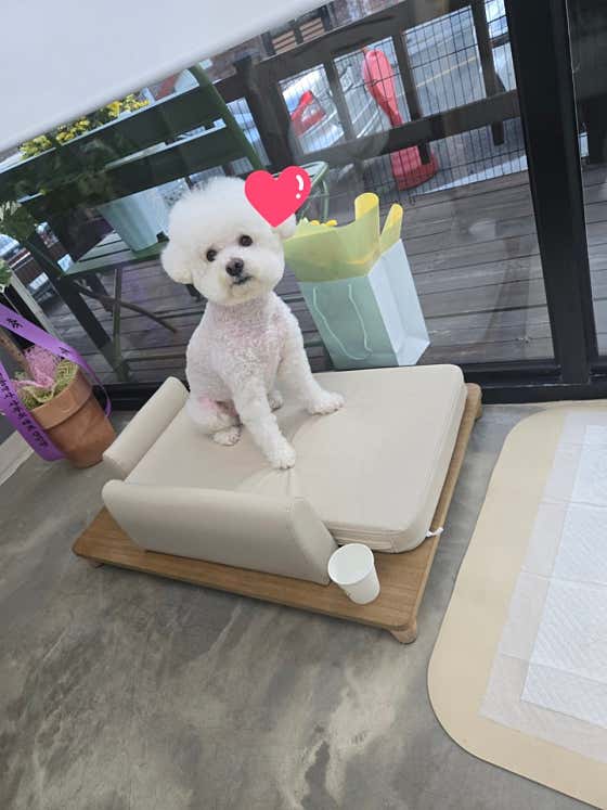 멍하트애견미용실