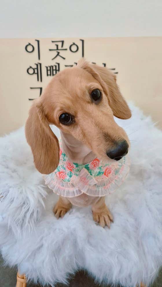 꽃분살롱 · 네이버 지도·플레이스 6