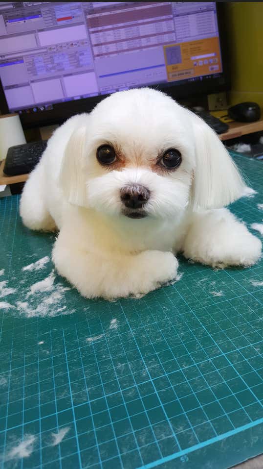 강아지여행