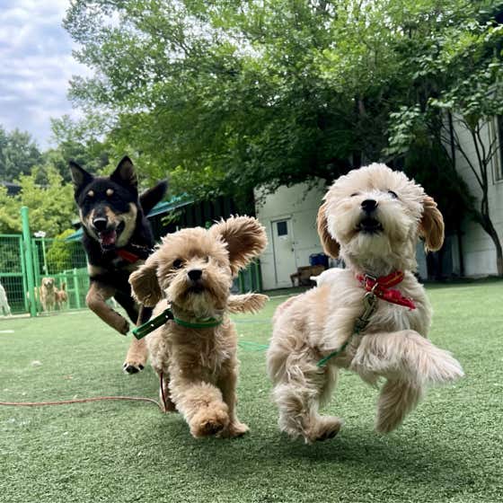 금강애견학교