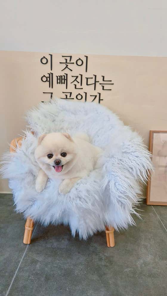 꽃분살롱 · 네이버 지도·플레이스 9