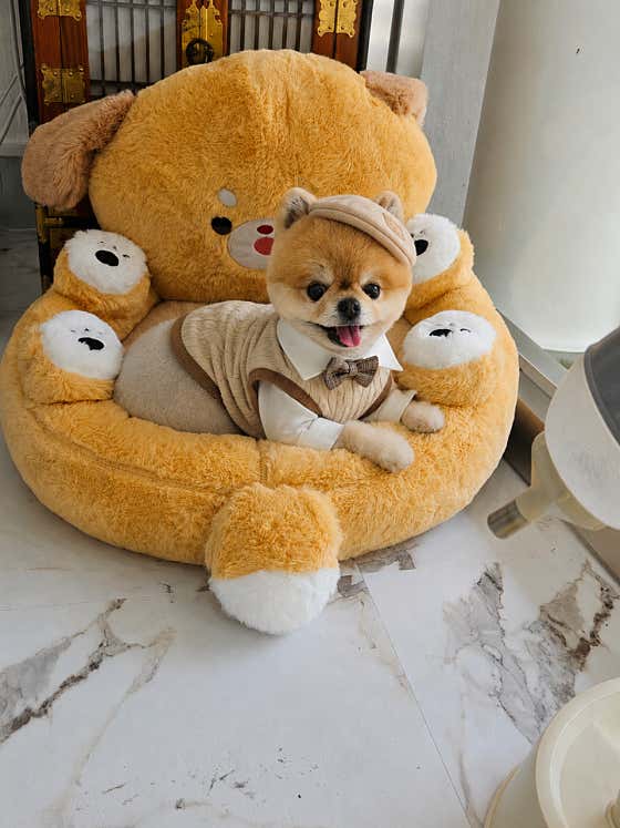 강아지숲 Pet · 네이버 지도·플레이스 8