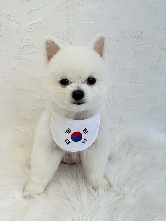 딸기애견미용실 · 네이버 지도·플레이스 3