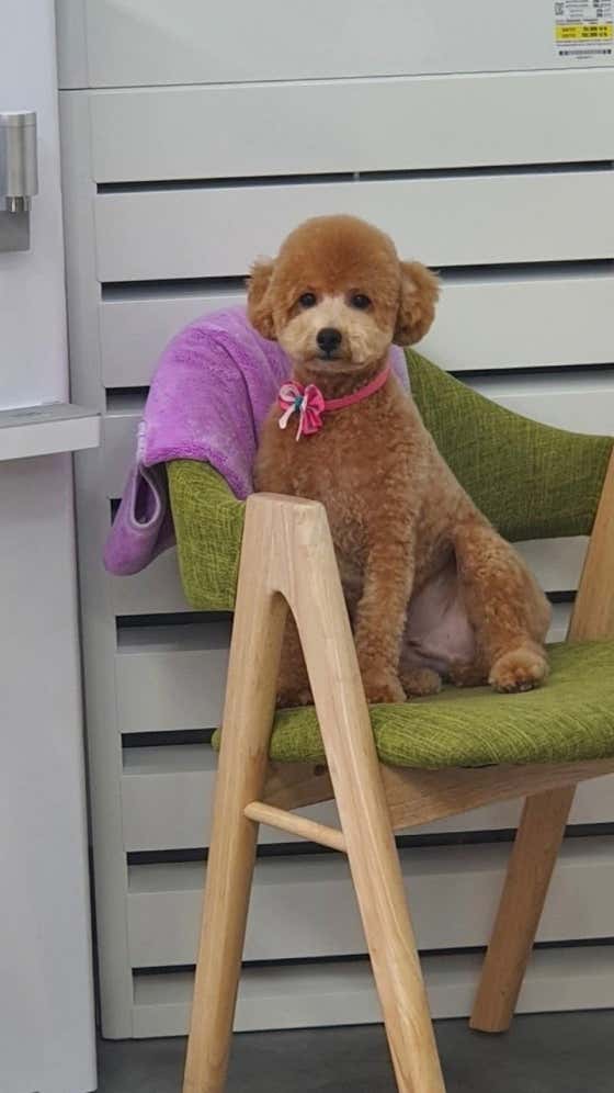 강아지미용실 · 네이버 지도·플레이스 6