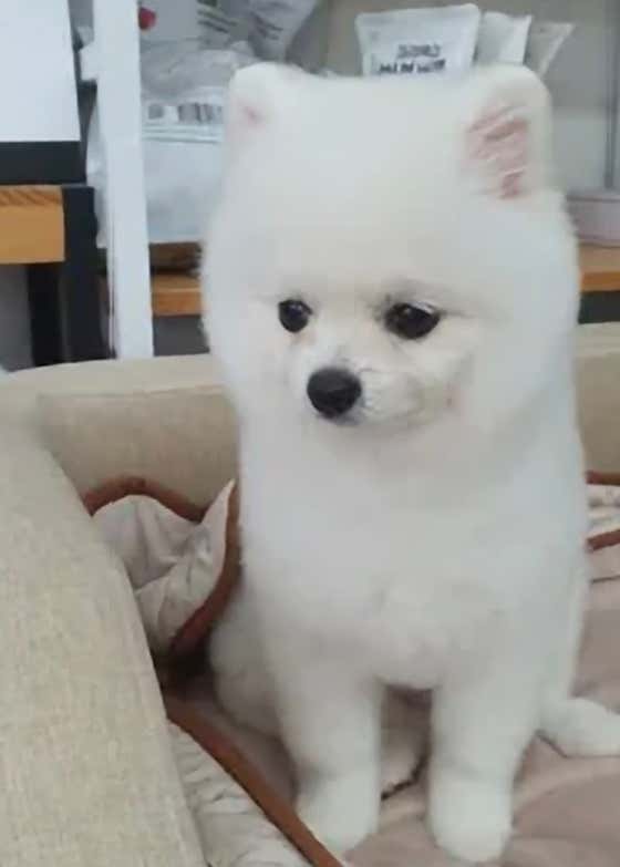 강아지미용실 · 네이버 지도·플레이스 3