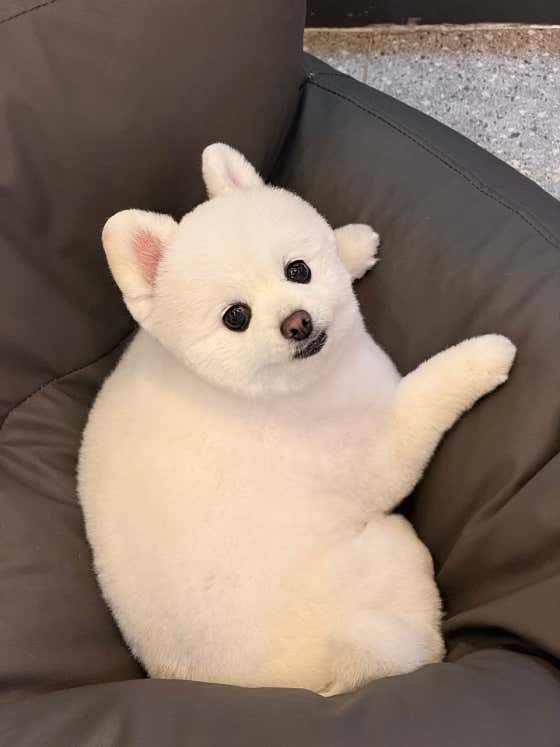 내안에너있DOG · 네이버 지도·플레이스 9